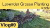 Vlog 9 Lavender Off Grid U0026 Sustainable Living Regenerative Australia Tips On Lavender Planting