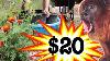 Créez Un Jardin Autonome à Arrosage Automatique En 10 Minutes Pour 20 Dollars Dans Un Magasin à Un Dollar.